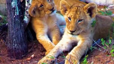 Hayvanat bahçesindeki aslanlar