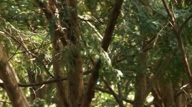 Ağaç dalları, bitki örtüsü.