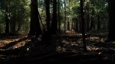 Sabah güzel bir orman