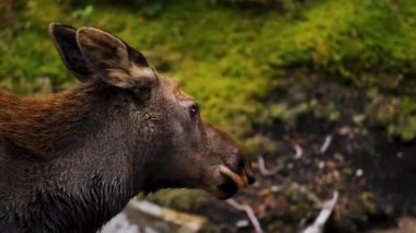 Vahşi doğada bir geyiğe yaklaşmak