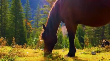 Güzel vahşi atlar gün batımında dağlarda