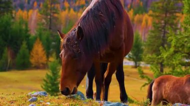 Dağlardaki güzel kırmızı at. At bir at. Dağlardaki at..
