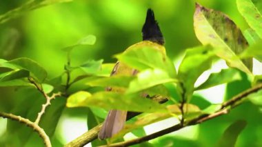 Ormandaki ağaçtaki kuş.