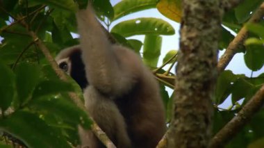Ağaçtaki maymun