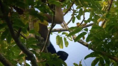siyah başlı maymun, costa rica