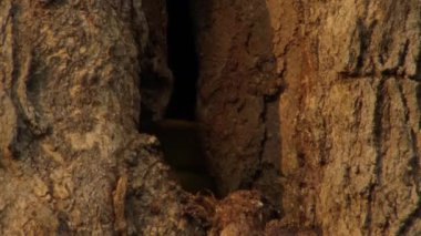 Ağaç kahverengi ve sarı bir kabukla kaplıdır. Bir ağaç gövdesi dokusu, bir ağaç kabuğu, yakın -.