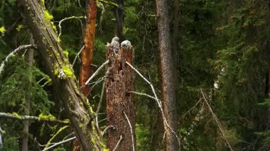Ormandaki güzel bir kuşun yakın çekimi.