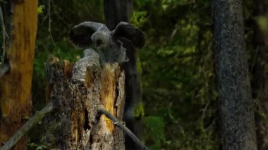 Bir ağaç dalında genç bir sincabın yakın plan fotoğrafı.