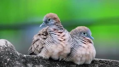 Bir yuvada iki kuş.