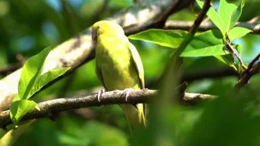 ağaç üzerindeki yeşil papağan