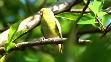 Sarı gagalı papağan (pynothopsis hyla) bir bahçede