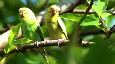 Hayvanat bahçesindeki yeşil papağan