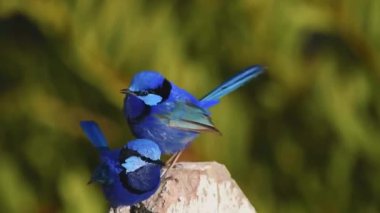 Mavi Kingfisher kuşu, cecedo atdis