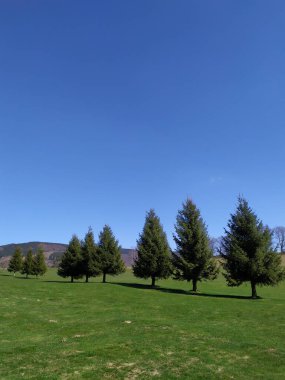 Kozalaklı ağaçlı yeşil çayır. Mavi bulutsuz gökyüzü.