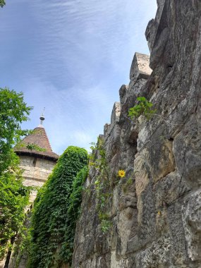 Sarı çiçeğin yetiştiği kalenin eski taş duvarı. Budapeşte. Yüksek kalite fotoğraf