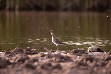 Ördekler yeni bir yere uçar