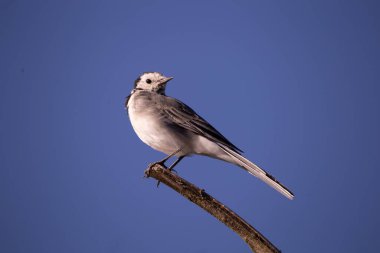Ördekler yeni bir yere uçar