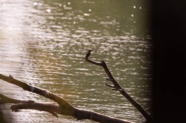 Kral Balıkçı Kuş avlanıyor
