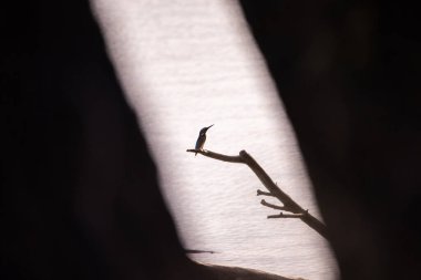 Kral Balıkçı Kuş avlanıyor