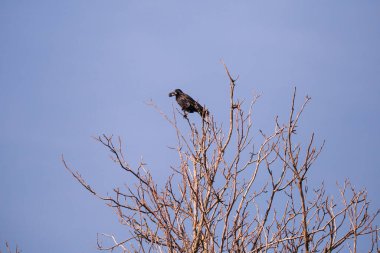 Kuzgun yeni bir av düşünüyor.
