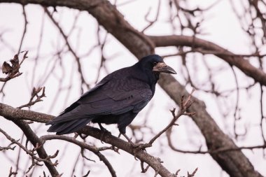 Kuzgun yeni bir av düşünüyor.