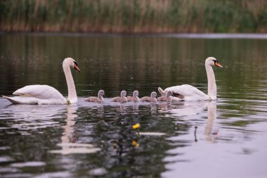 Gölde yürüyen bir kuğu ailesi.