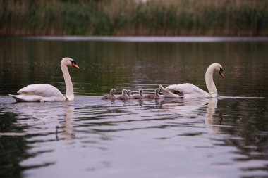Gölde yürüyen bir kuğu ailesi.
