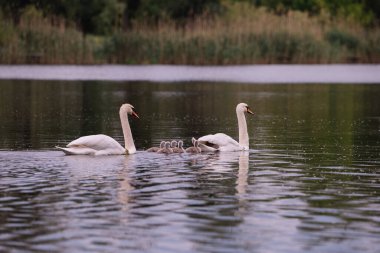 Gölde yürüyen bir kuğu ailesi.