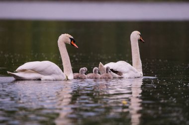 Gölde yürüyen bir kuğu ailesi.