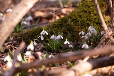 Ormandaki ilkbahar karları, ilk çiçekler.