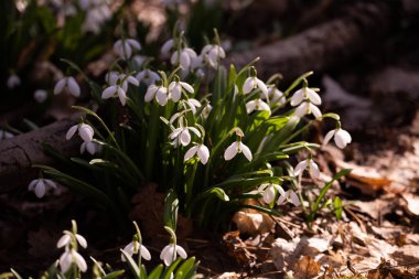 Ormandaki ilkbahar karları, ilk çiçekler.