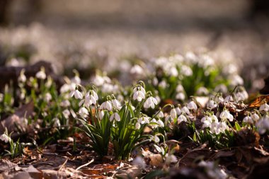 Ormandaki ilkbahar karları, ilk çiçekler.