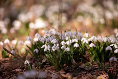 Ormandaki ilkbahar karları, ilk çiçekler.