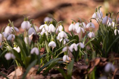 Ormandaki ilkbahar karları, ilk çiçekler.