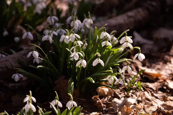 Ormandaki ilkbahar karları, ilk çiçekler.