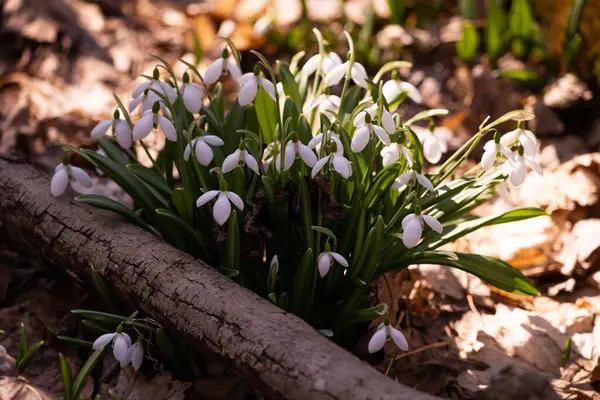 Ormandaki ilkbahar karları, ilk çiçekler.