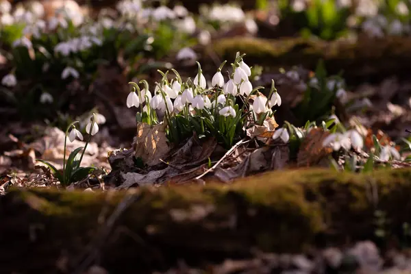 Ormandaki ilkbahar karları, ilk çiçekler.