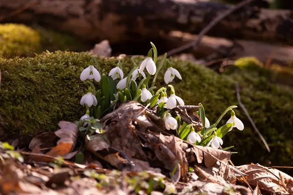 Ormandaki ilkbahar karları, ilk çiçekler.