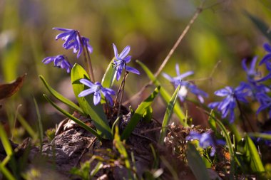 Ormandaki ilkbahar karları, ilk çiçekler.