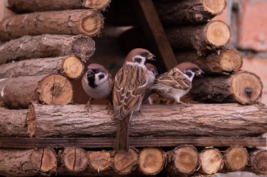 sparrows and tits are feeding at the feeder