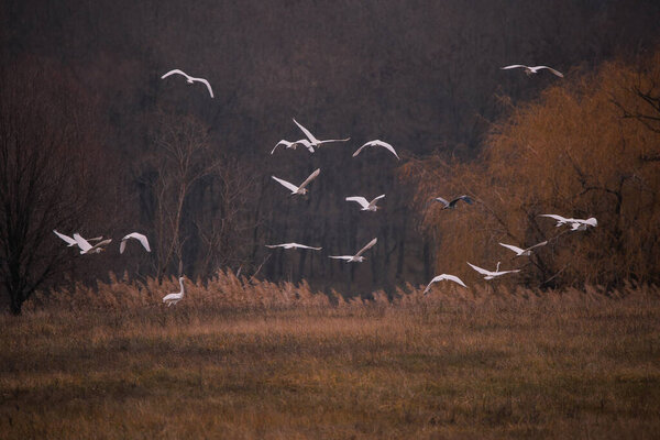Цапли готовятся улететь в более теплый климат.