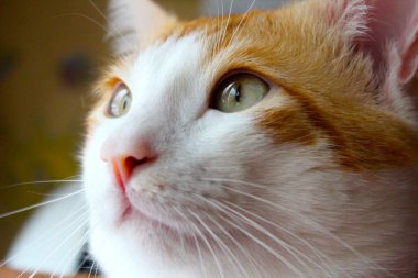 Güzel kırmızı ve beyaz bir kedi yavrusu sokaktan bir şey fark etti.