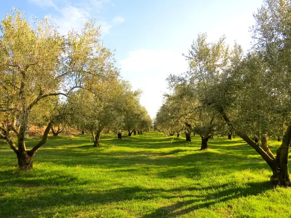 Yunanistan 'ın en eski bölgesinde, Maroneia köyünde güzel ve güneşli bir zeytin koruluğu.
