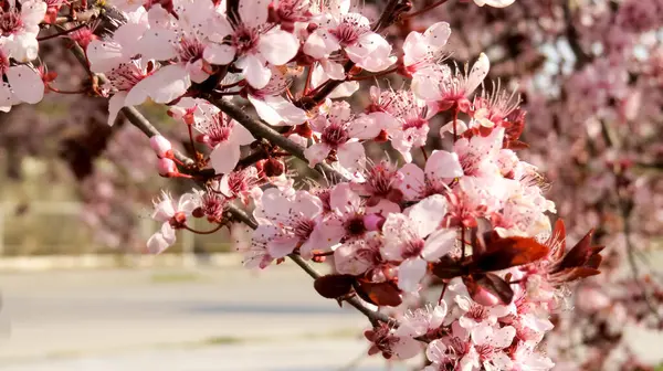 Yunanistan 'da bahar, güzel çiçek ağaçları, dallarda pembe ve beyaz çiçekler. Taze rüzgar ve dünya.