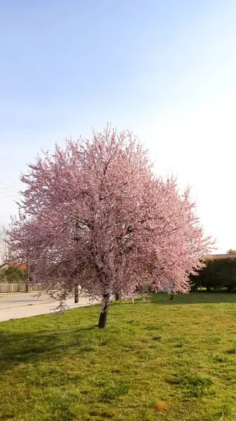 Yunanistan 'da bahar, güzel çiçek ağaçları, dallarda pembe ve beyaz çiçekler. Taze rüzgar ve dünya.