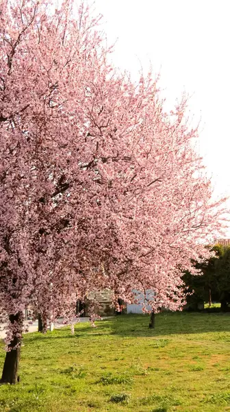 Yunanistan 'da bahar, güzel çiçek ağaçları, dallarda pembe ve beyaz çiçekler. Taze rüzgar ve dünya.