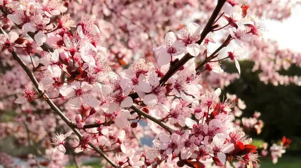 Yunanistan 'da bahar, güzel çiçek ağaçları, dallarda pembe ve beyaz çiçekler. Taze rüzgar ve dünya.