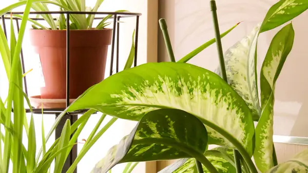 ev bitkileri pencerenin yanında