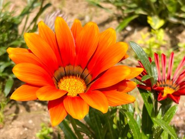 Canlı Gazania çiçekleri güneş ışığı altında çiçek açar.