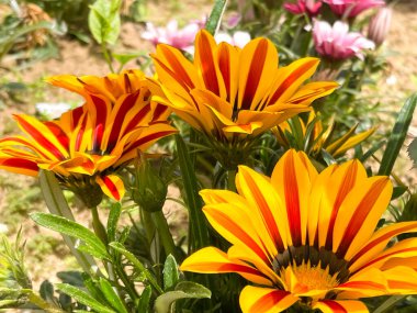 Canlı Gazania çiçekleri güneş ışığı altında çiçek açar.